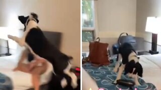 Dog Gets Super Excited About Spending The Night In A Hotel Room