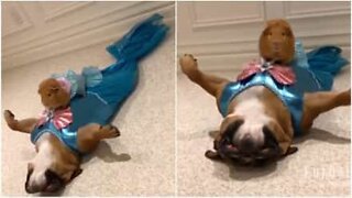 Dog and guinea pig dress up as mermaids in a beauty contest