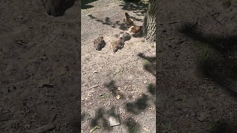 Watch the chickens take a DUST bath 😂 #animals #shorts