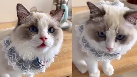 when baby crying chek the reaction of cute Cat😀