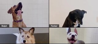 Pedigree hosting dog adoptions via Zoom