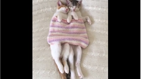 Loving kittens preciously snuggle together
