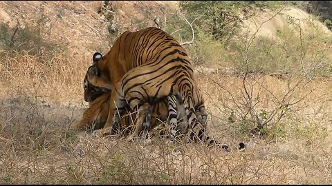 Tiger mating | Tiger reproduction #85