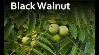 PFTTOT Part 158 Benefits of Black Walnut