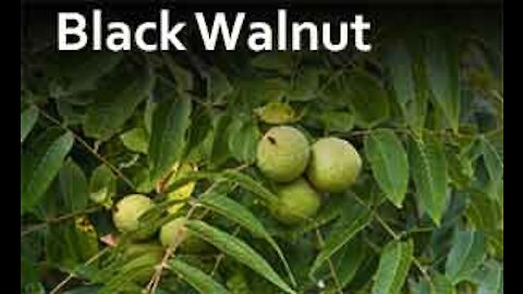PFTTOT Part 158 Benefits of Black Walnut