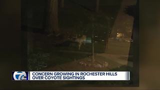 Coyotes more visible in Rochester Hills, near OU campus