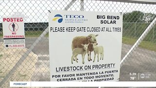 TECO hires eco-friendly hungry sheep to 'mow' grass in expanding solar energy fields