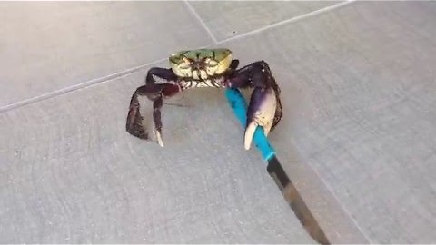 Brave Crab Fights For Freedom Using A Chef's Knife