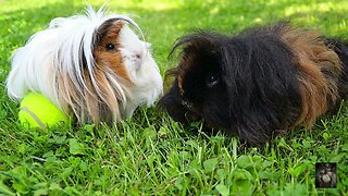 Guinea Pig. Sounds that can help with relaxing, sleeping and more. ASMR.