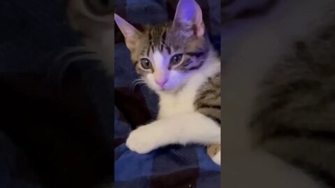 Kitten Purring Buddy White Noise
