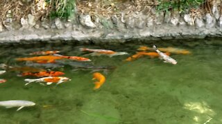 A beautiful fish pond with waterfalls