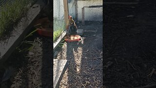 Smart Rooster Cooling Off #chickens #chickenshorts #chickenlife