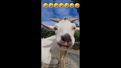 Funnygoat