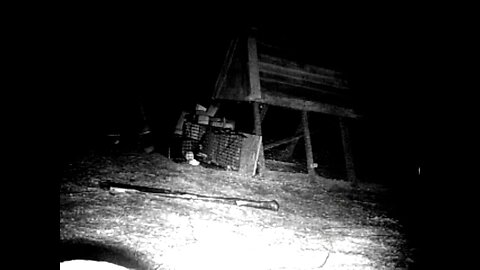 Video Of Raccoon Attacking My Chickens In The Night