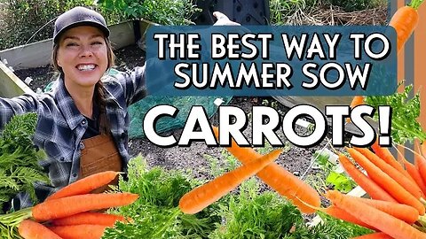 The Best Way to Plant Carrots in Summer (for fall harvest)