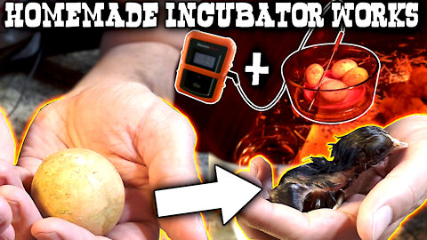 Homemade incubator for abandoned chicken eggs worked till they pipped