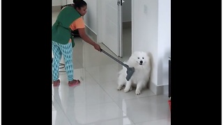 Here's The New Fun Way To Clean Your Dog!