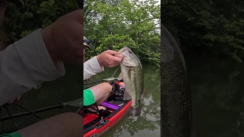 When Bass Like This Don’t Help in a Tournament it’s a FUN Day! #bassfishing #frogfishing