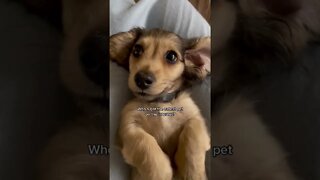 Cutest pet dog 🐶 #shorts #views #youtubeshorts #viral #shortsfeed #viralvideo