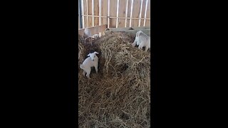 Goat babies