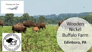 Wooden Nickel Buffalo Farm l Bison l Edinboro, PA l Traveling with Tom l Aug 12, 2021