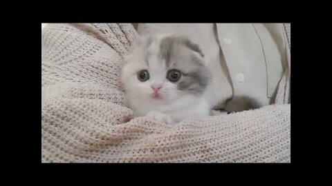 cute cat with short legs cat compilation