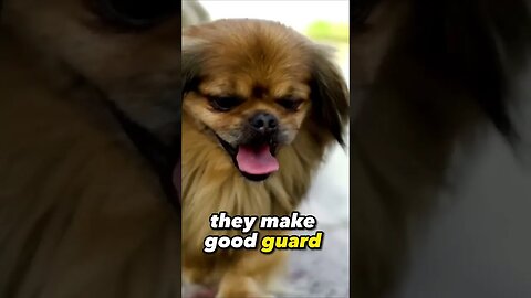 Worlds Smallest Dog Breeds 🌟 "Pekingese: The Imperial Guardians of Love!" 🌟