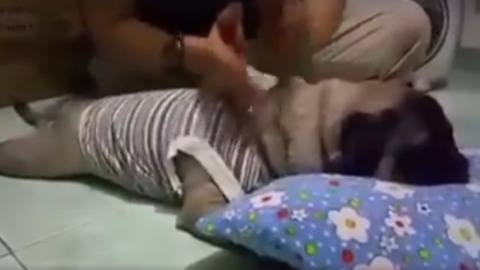 massage for my dog