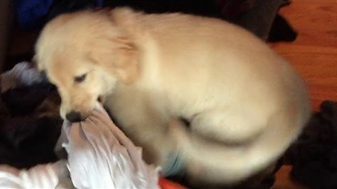 Puppy Lends Owner A Helping Paw With The Laundry