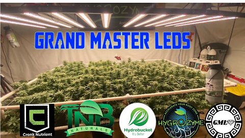 End of week 6 flower for RamJam & Blue Cherry Pie inder @grandmasterlevel Master Bloom 6Red