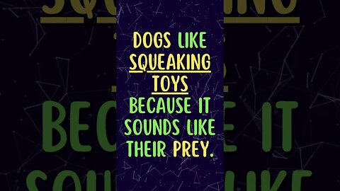 🐶Discover Fascinating Animal Facts👀 #shorts #shortsfact #animalfacts #dog #dogfacts #squeakytoy