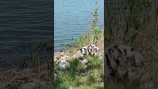 First time at the lake with Rúnica