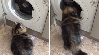 Cat's favorite activity is playing with the washing machine