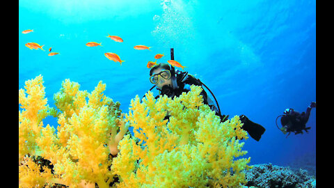 The beauty of scuba diving