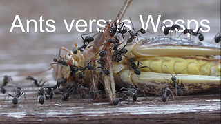 Ants fight with wasps over deceased grasshopper