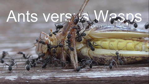 Ants fight with wasps over deceased grasshopper