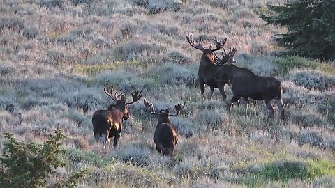 4 Giant Wyoming Bull Moose fall 2022