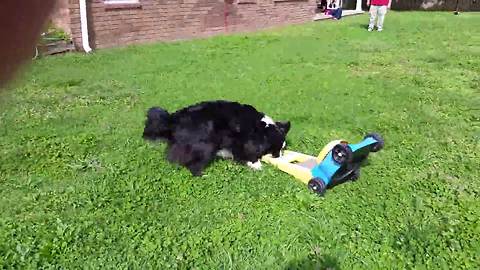 Funny Dog Loves To Mow The Lawn