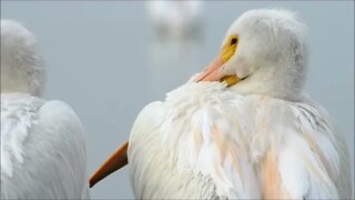 Beautiful Birds - Golden Pheasants and Wading Birds