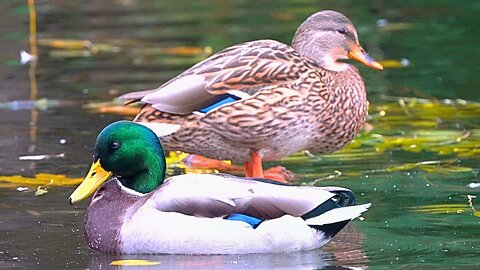 Another Mallard Duck Couple on the Grooming Branch