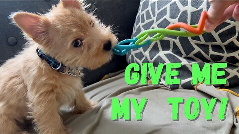 Grrr! Puppy wants his toy!