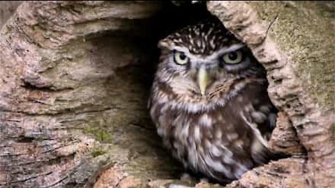 Owl protects young with bizarre defensive posture