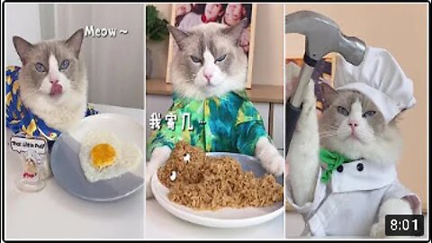 CATS MAKING FOOD 2022 TIKTOK COMPILATION