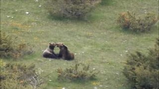 Dois ursos filmados a namorar num parque em Itália
