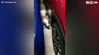 Un chien se retrouve piégé entre deux voitures