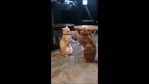 cat playing with each other