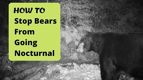 Bear Baiting: Dealing with Nocturnal Bears
