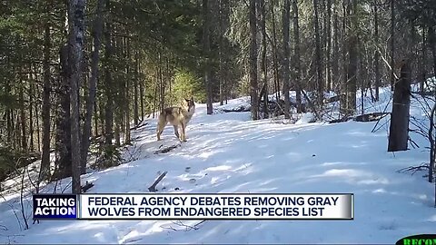 Michigan attorney general opposes dropping wolf protection