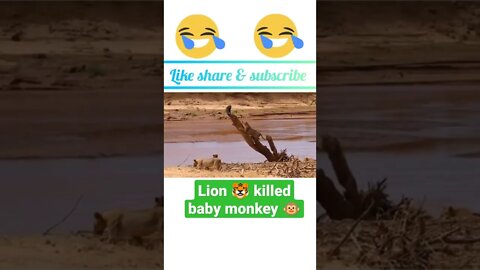 lion 🦁 killed to baby monkey|| #youtubeshorts #youtubeshorts