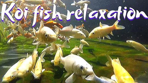 Relaxing underwater video of koi fish